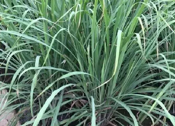 植物百科|喜事草又叫什么草