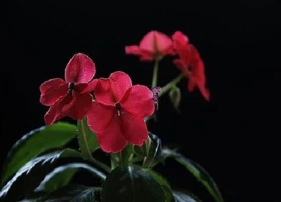 植物百科|玻璃翠开花吗 在什么时候开花