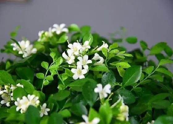 开花时间|九里香多久能开花