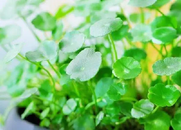 植物浇水|茶叶水可以浇金钱草吗