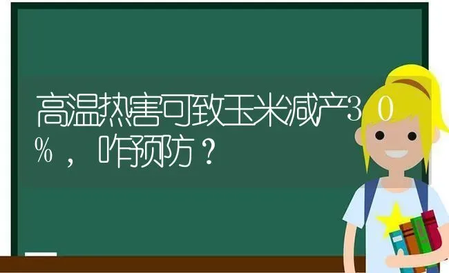 高温热害可致玉米减产30%,咋预防？ | 粮油作物种植