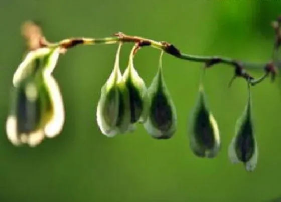 植物播种|草籽什么时候播种最好