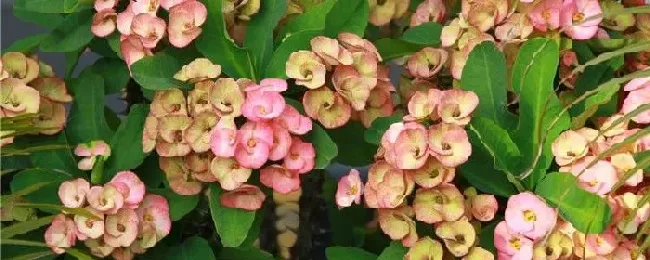 植物百科|麒麟花一年能长多高 每年能长多少公分