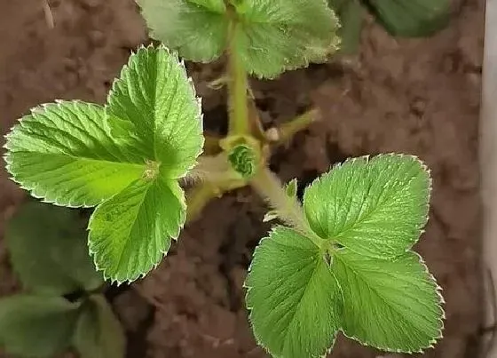 种植管理|草莓几月份种植最好 什么季节种植合适