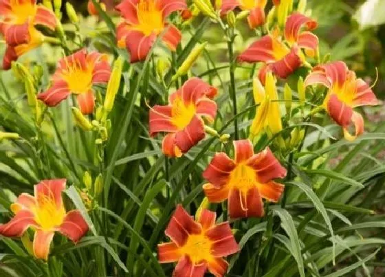 花语|什么花代表母亲节