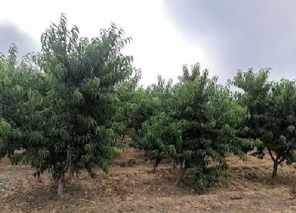养殖科普|桃树喜欢阳光吗