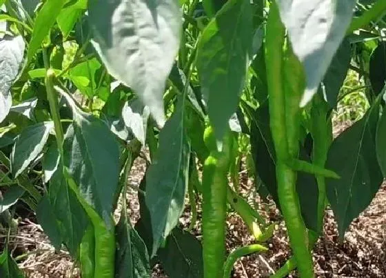 植物百科|辣椒树能活多少年 寿命多长时间