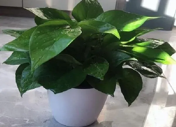 植物浇水|绿萝冬天怎么浇水