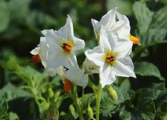 开花时间|洋芋花什么时候开花