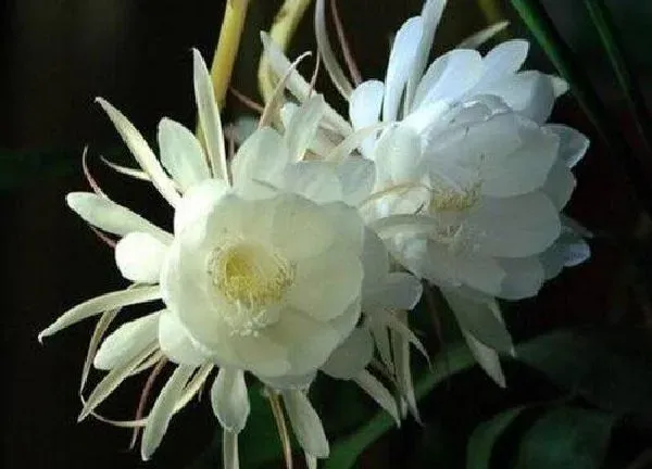 养殖科普|昙花的种植方法