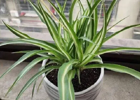 秋天植物|吊兰秋天怎么养护才能更旺盛