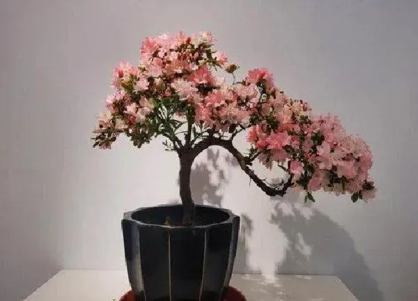 盆景|杜鹃老桩养殖方法和养护事项