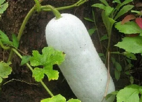 植物播种|白瓜什么时候播种最好