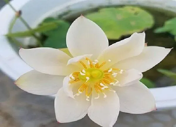 养殖科普|碗莲喜阴还是喜阳