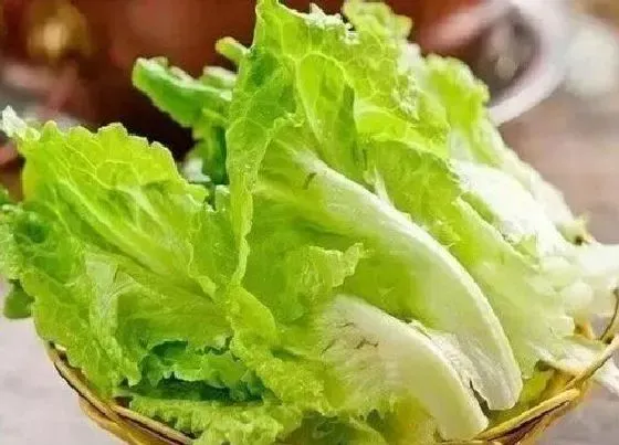 植物种类|大叶蔬菜有哪些 大叶蔬菜包括哪些菜