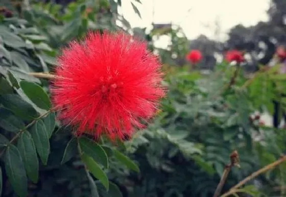 开花时间|蒲公英什么季节开花 属于几月份开的花