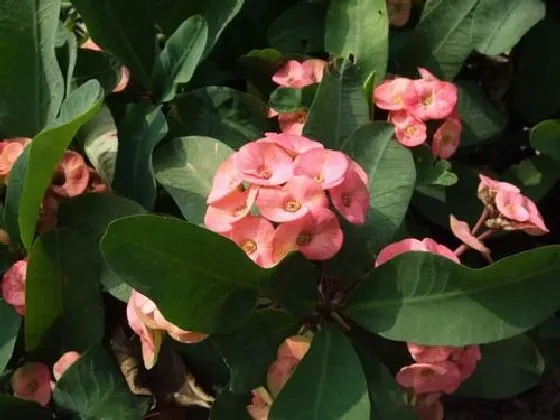 植物百科|麒麟花一年能长多高 每年能长多少公分