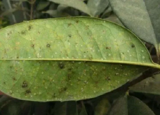 植物虫害|核桃长虫子怎么办