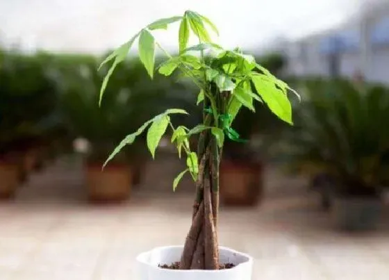 摆放常识|客厅适合放什么植物