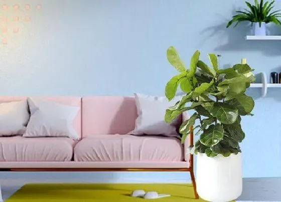 植物毒性|琴叶榕有毒吗 适合在室内或卧室养吗