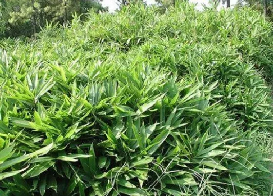 植物种类|阴性植物盆栽有哪些