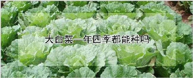 大白菜一年四季都能种吗 | 种植技术