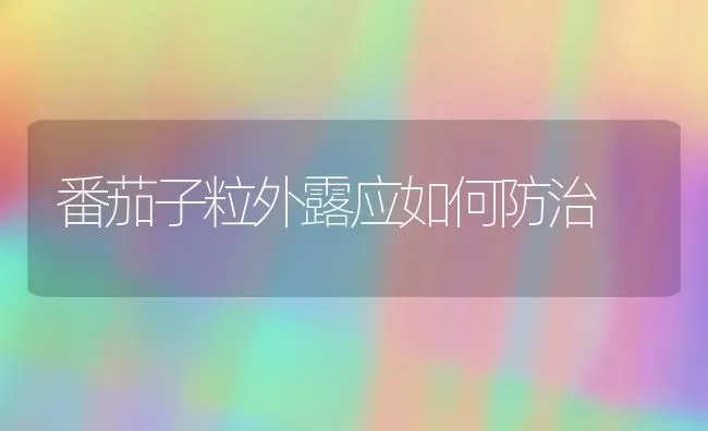 番茄子粒外露应如何防治 | 蔬菜种植