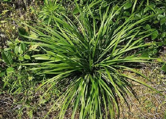 植物施肥|麦冬底肥放什么肥好，底肥施用方法）