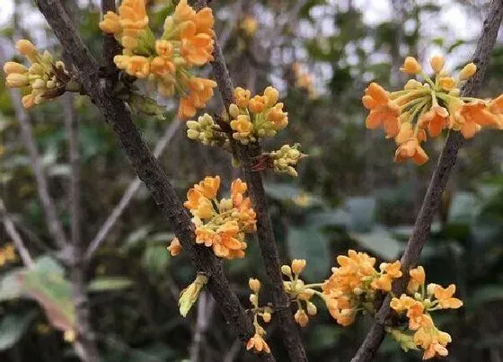 开花时间|桂花状元红一年开几次花