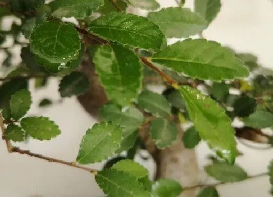 植物修剪|榆树盆景什么时候剪枝合适