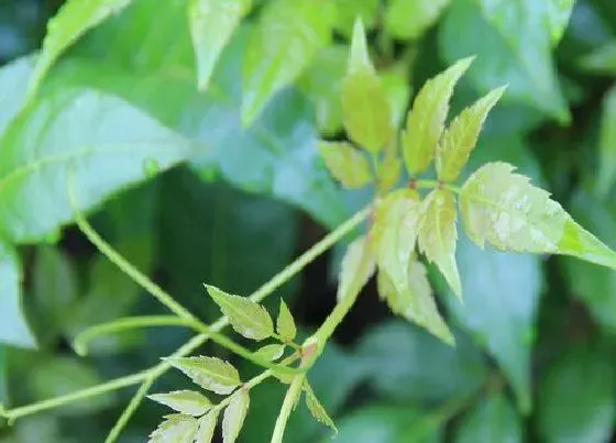 植物百科|藤茶是什么植物