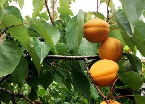 种植位置|杏树可以种在院子里吗