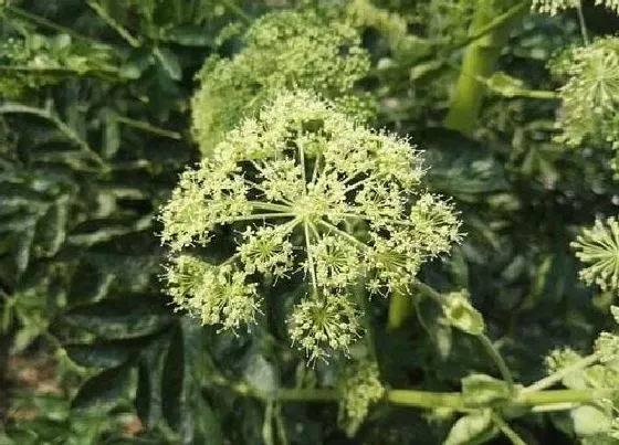 植物百科|芷是什么植物