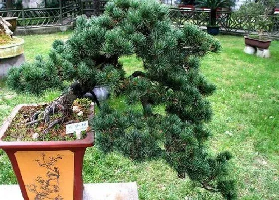 植物寓意|五针松的风水寓意和摆放位置