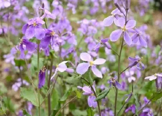 植物寓意|萝卜开花预示着什么意思