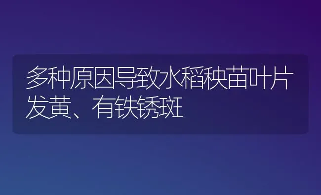 多种原因导致水稻秧苗叶片发黄、有铁锈斑 | 粮油作物种植