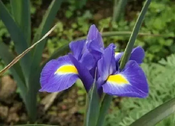 开花时间|鸢尾草一年开几次花