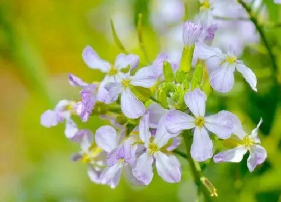 植物寓意|萝卜开花预示着什么意思