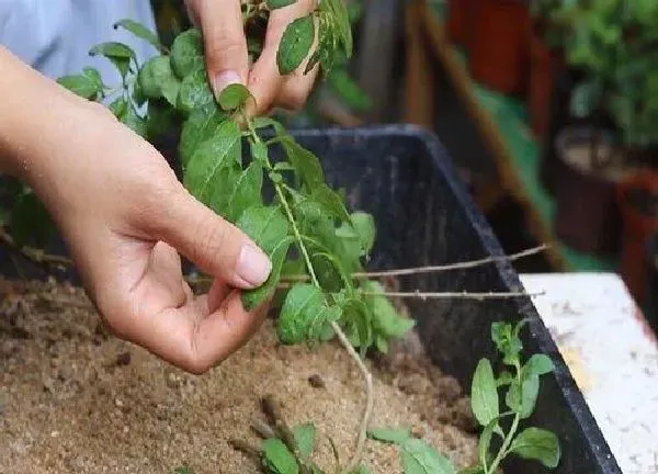 植物扦插|枸杞几月份扦插最好