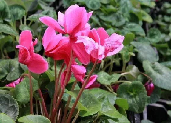 植物施肥|仙客来施肥用什么肥料最好 养殖仙客来专用肥