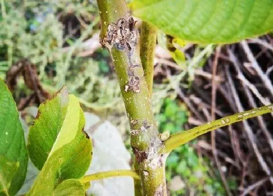 植物虫害|核桃长虫子怎么办