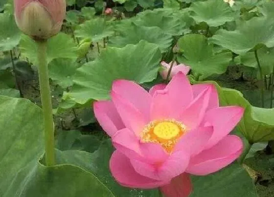 种植管理|荷花几月份种植最好 适合什么季节种植