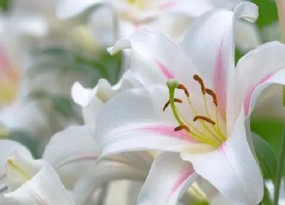颜色花|百合的花是什么颜色