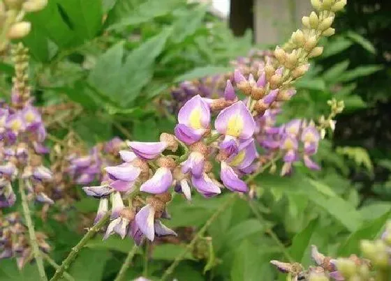 植物百科|鸡血藤生长在什么地方 生长环境与特征