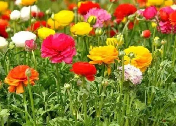 植物百科|多年生的花卉有哪些品种 常见的多年生矮花卉品种