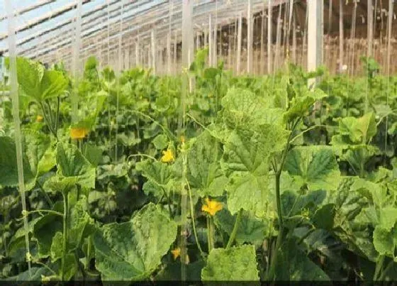 种植管理|水果黄瓜的生长周期是多长时间