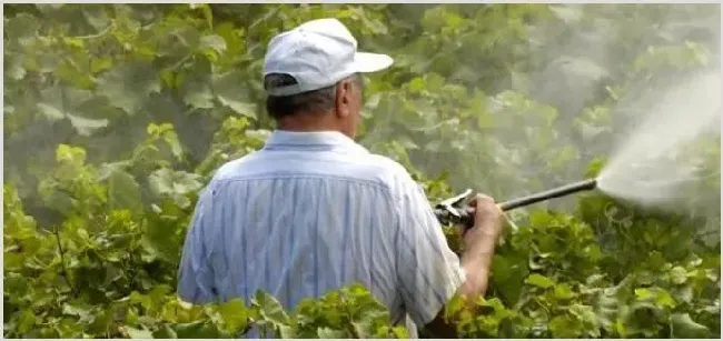 打农药温度是多少药效好？ | 植物病害