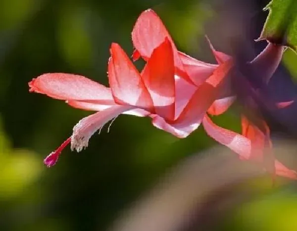 植物浇水|蟹爪兰浇水要浇透吗 浇水浇多少合适