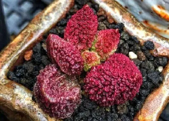 种植土壤|大疣朱紫玉配土方法与种植土壤