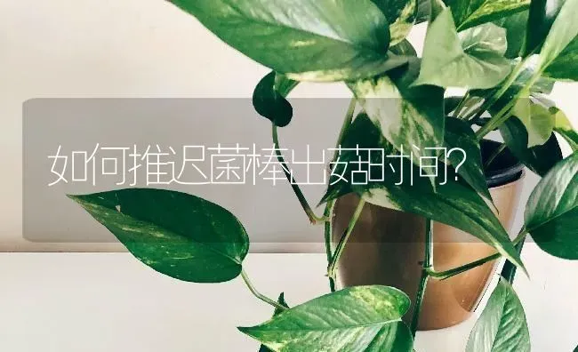 如何推迟菌棒出菇时间？ | 食用菌种植